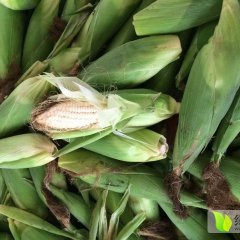 广西合浦糯玉米大量上市