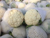 永年蔬菜翟二小4月雪宝菜花