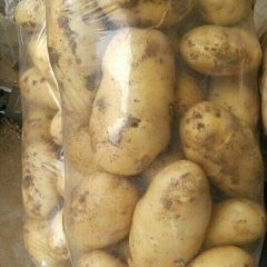 安丘大棚土豆大量上市了质优价低