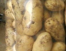 安丘大棚土豆大量上市了质优价低