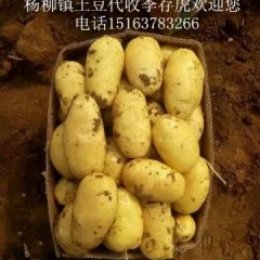 优质荷兰土豆大量上市