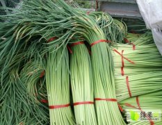 金乡蒜薹聚焦市场,马集祥泰果蔬诚信合作