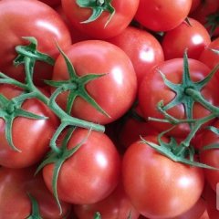 收购进口大红粉红硬果西红柿，货量大