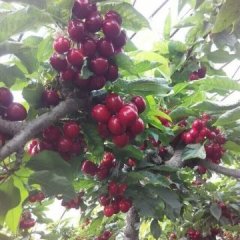 山东沂源美早樱桃聚焦市场