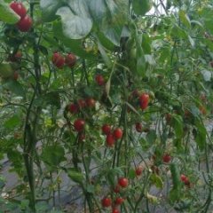 盘山胡家小田2月碧娇圣女果