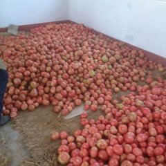 山东禹城粉迪尼217西红柿名优产品