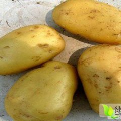 山东泗水中暑5号土豆，荷兰十五土豆开始上市