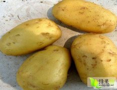 山东泗水中暑5号土豆，荷兰十五土豆开始上市