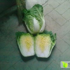 菊锦春白菜河南新野找老姚！！！4月上市