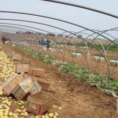 滕州大量出售土豆