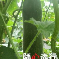 广西扶绥县渠黎镇黑优大冬瓜阿军诚信合作