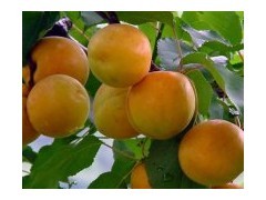 供应陕西金太阳杏种植，金太阳杏产地，金太阳杏基地