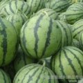 常年供应甜瓜西瓜苹果等大棚蔬菜水果