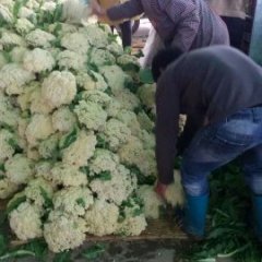 沛县王宪锋有好花菜13813266737