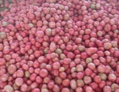 2015禹城西红柿今年价格有看点