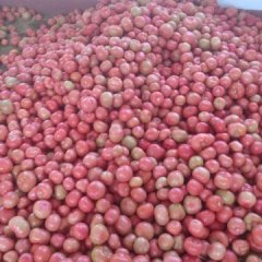 2015禹城西红柿今年价格有看点