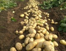 安丘贾戈4月荷兰十五土豆