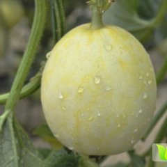 2015章丘甜瓜俏销大江南北