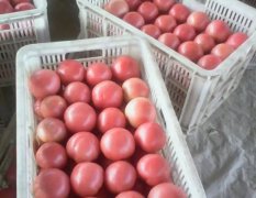 河南延津十万亩硬普粉西红柿大量供应