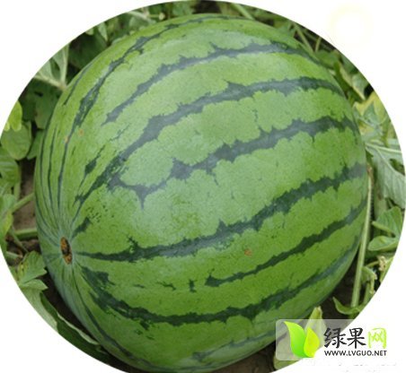 2015年山东泗水京欣价格