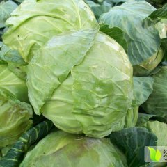 河北定州春玉甘蓝品质优良