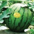 新曹农场8424 特小凤西瓜火热上市