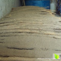 河南太康出售大量新鲜九斤黄山药