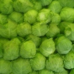 泾阳云阳吕亮4月春玉甘蓝