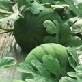 山东昌乐益民瓜菜合作社西瓜已全面上市