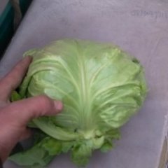 河北曲周8398甘蓝何去何从