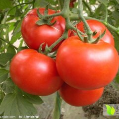 岱岳西红柿随行就市,房村张鹏诚信合作