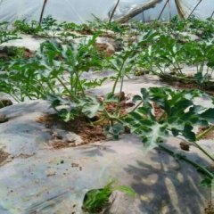 华阴市区杨丹5月新绿宝西瓜