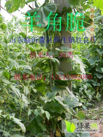 2015年山东费县羊角蜜价格
