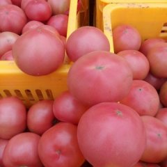 2015泾阳赵剑西红柿订货有惊喜