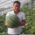 专业代办代发京新、黑无籽、花无籽、冠龙、