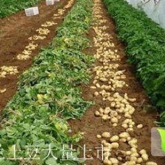 山东泗水中薯系列土豆上市