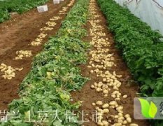 山东泗水中薯系列土豆上市