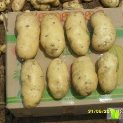泗水荷兰15土豆上市