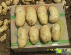 泗水荷兰15土豆上市