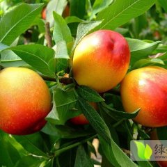 湖北宜城中油5号油桃营养丰富