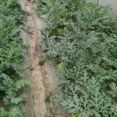 浙江温岭8424西瓜：箬横刘林根