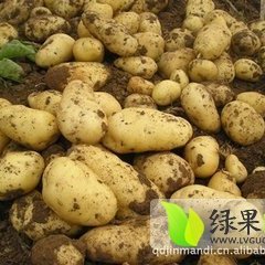 2015滕州土豆现在订货有惊喜