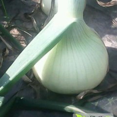 2015新野洋葱走过路过不要错过