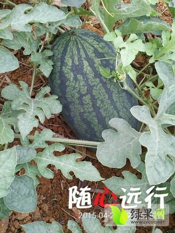 黑美人价格