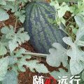 扶绥县渠黎镇西瓜阿红诚信合作