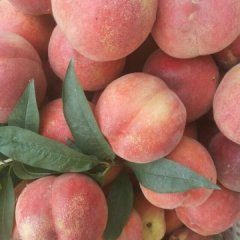 河南商丘百亩大概60万斤桃园成熟在即一直供应到8月份