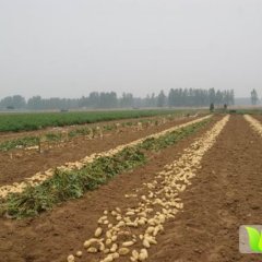 滕州土豆聚焦市场龙阳黄老板诚信合作