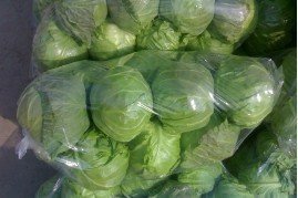 定州定深冯荣欣4月8398甘蓝