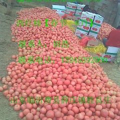 山东费县硬粉西红柿品质优良