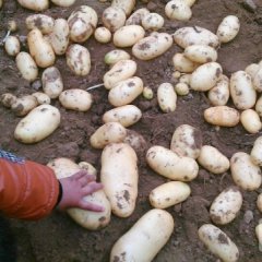 大量供应滕州秋季土豆